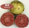 U2-Guava-front.jpg