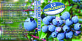 U2-Huckleberry-Front1.jpg