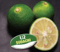 U2-Sudachi-Inlay.jpg